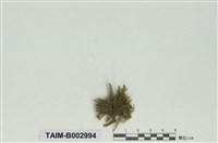 藏品(青苔屬)的圖片